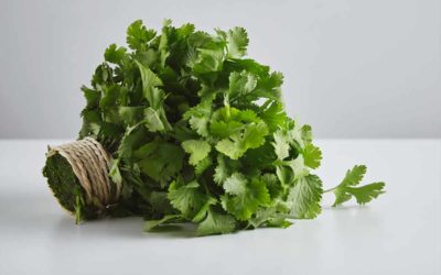 Les vertus de la coriandre