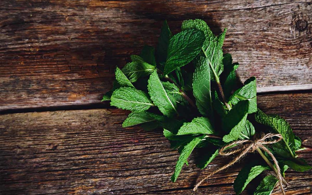 Vertus de la menthe poivrée