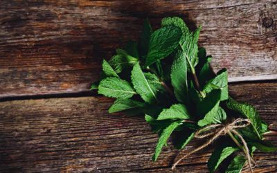 Les vertus de la menthe poivrée